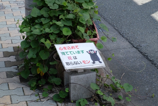 Shinmachi Furumachi คุมะทุกหนแห่ง 