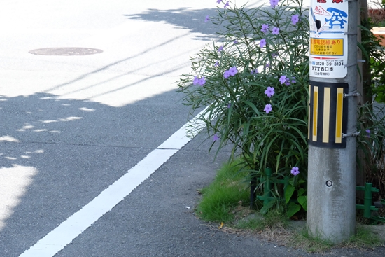 Shinmachi Furumachi // เวลามีความสุข ดอกหญ้าข้างทางก็ยิ่งสวย